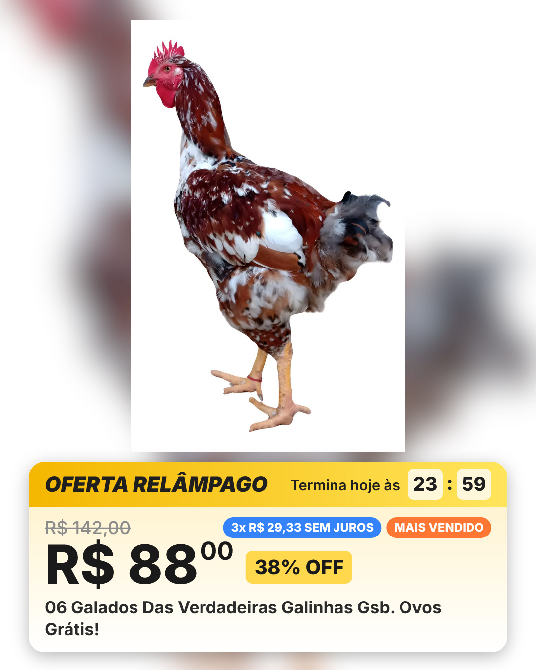 06 Galados Das Verdadeiras Galinhas Gsb. Ovos Grátis!